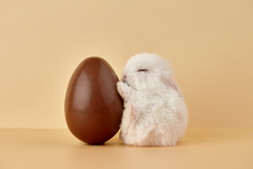 Easter bunny rabbit with chocolate egg on beige background