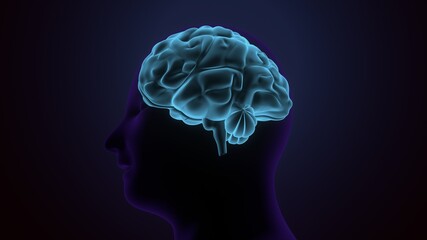 Obraz premium 3d render of human brain cells anatomy.