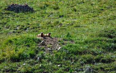 pair of marmots laying near the entrance to their home in high altitude mountain meadow landscape 
