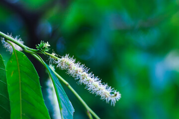 배경으로 사용하기 좋은 꽃 이미지(A flower image great for use as a background)