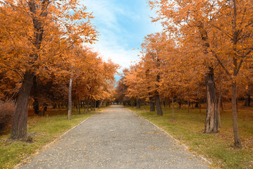 Fototapeta premium Picturesque view of park with beautiful trees. Autumn season