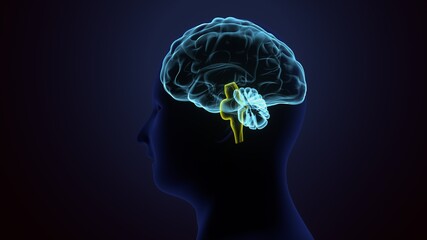 3d illustration of human body brain anatomy.