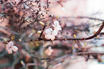 beautiful pink blossom in spring 