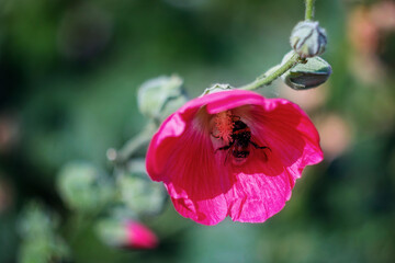 A bumblebee collects a nectar from a pink flower on a green background