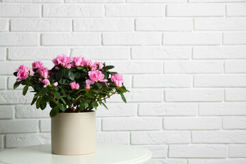 Beautiful Azalea flower in plant pot on white table against brick wall, space for text. House decor