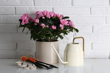Beautiful Azalea flower in plant pot and gardening tools on table against brick wall. House decor
