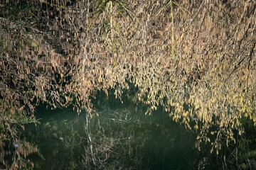 Interessante herbstliche  Spiegelung der Ufervegetation an einem See