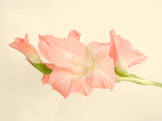 Closeup of pink gladiolus flower on pastel beige background. Minimal floral concept, simple modern. Pink flower on  pastel background. Minimalism botany aesthetic. Layout, card or template