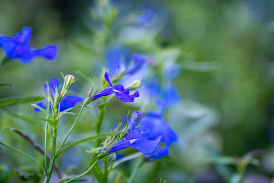 Salvia patens (Gentian Sage) flowers grown at the glasshouse