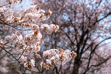 桜並木