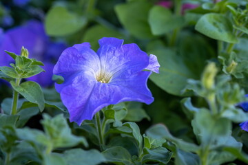 Blue Petunia flowers grow at the greenhouse