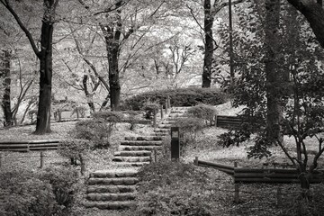Tokyo cherry blossom. Japan black and white.
