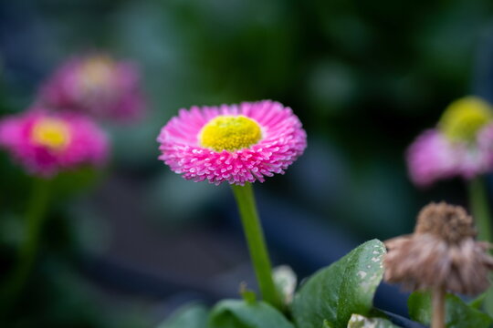 Pink double daisy or bellis perennis sold at the greenhouse
