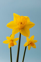 A bunch of small and large spring daffodils