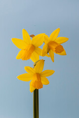 A bunch of small spring daffodils