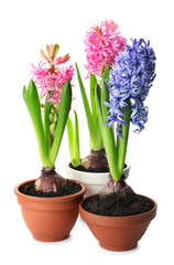 Beautiful potted hyacinth flowers on white background