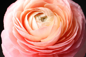 Beautiful fresh ranunculus flower on black background, closeup