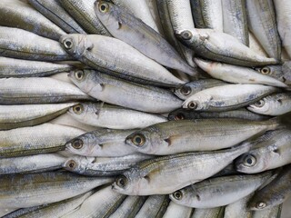 Fresh fish from the Black Sea