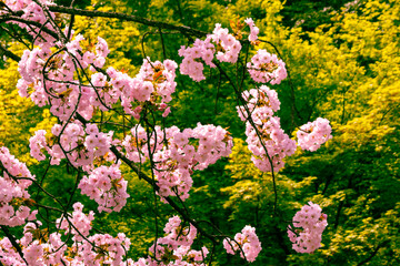 A selective focus shot of cherry blossoms with trees in the background during Japanese springtime