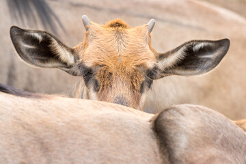 Kruger National Park: Wildebeest calf