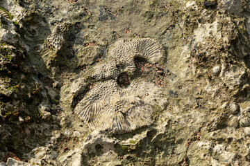 Natural coral stone texture on the Red sea coast