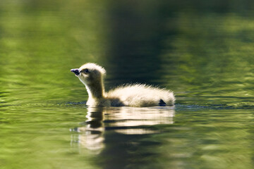 Canada goose gosling swimming