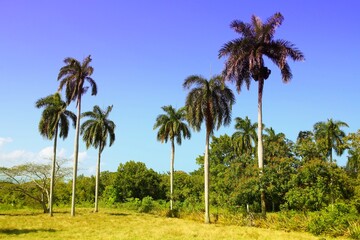 Nature in Cuba
