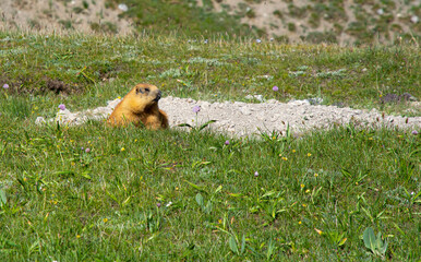 marmot in the grass of alpine meadow in sunlight 