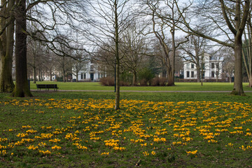 spring purple and yellow flowers in the park