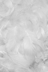 Obraz premium white duck feathers with visible details. textura or background