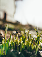 a bee flies over the snowdrops