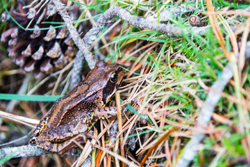 Frog in Font Romeu, Cerdagne, Pyrenees, Spain
