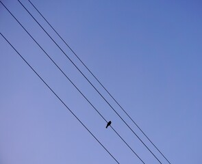 Silhouette of a bird sitting on an electric cable 