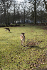 little deers in the field