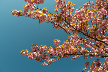Branches de cerisier japonais rempli de bouquets de fleurs roses sur un fond de ciel bleu