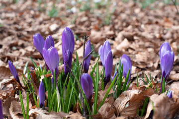 spring purple and yellow flowers in the park