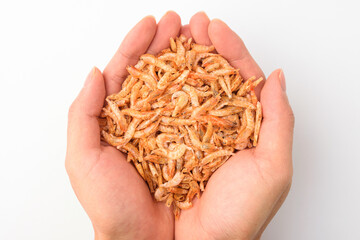 Dried shrimp on white background
