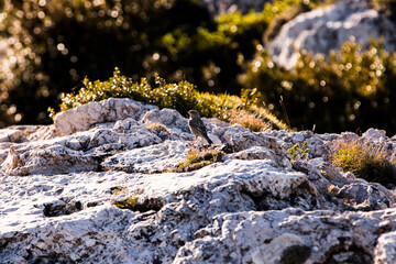 Rock sparrow (Petronia Petronia) in Ports de Beseit, Tarragona, Spain