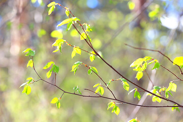 spring branches young leaves, abstract background seasonal march april, buds on branches nature