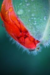 Close up from an opening poppy bud isolated on green blur background.