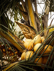 Wiewiórka jedząca orzech na palmie kokosowej.