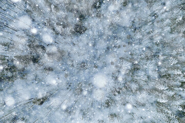 Fototapeta premium winter in a pine forest landscape, trees covered with snow, January in a dense forest seasonal view