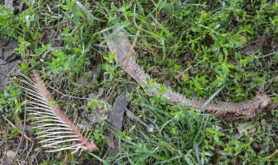 Fish bones on the grass
