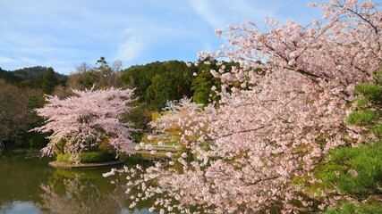 Kyoto, Japan. Cherry blossoms Japan. Sakura blossoms in Japan.