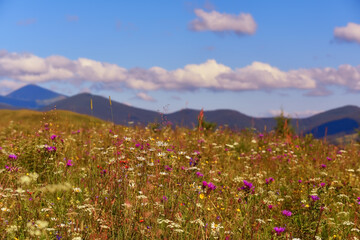 Blooming meadow on a sunny day and mountain peaks in the background.