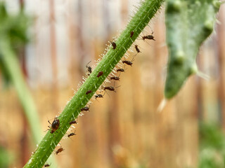Aphid Infestation Of Garden Plants