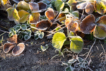 Green leaves with ice edge and sun. How to winteren strawberry seedlings.