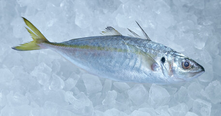 Jack mackerel with fins on ice cubes