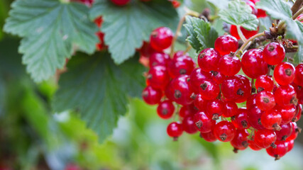 Branch of red currant with green leaves close-up.