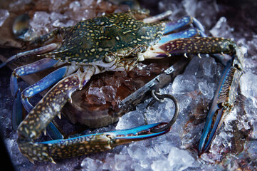 Uncooked crab with claws on ice cubes